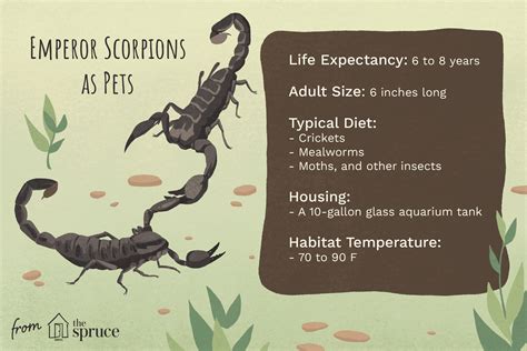 emperor scorpion tank size